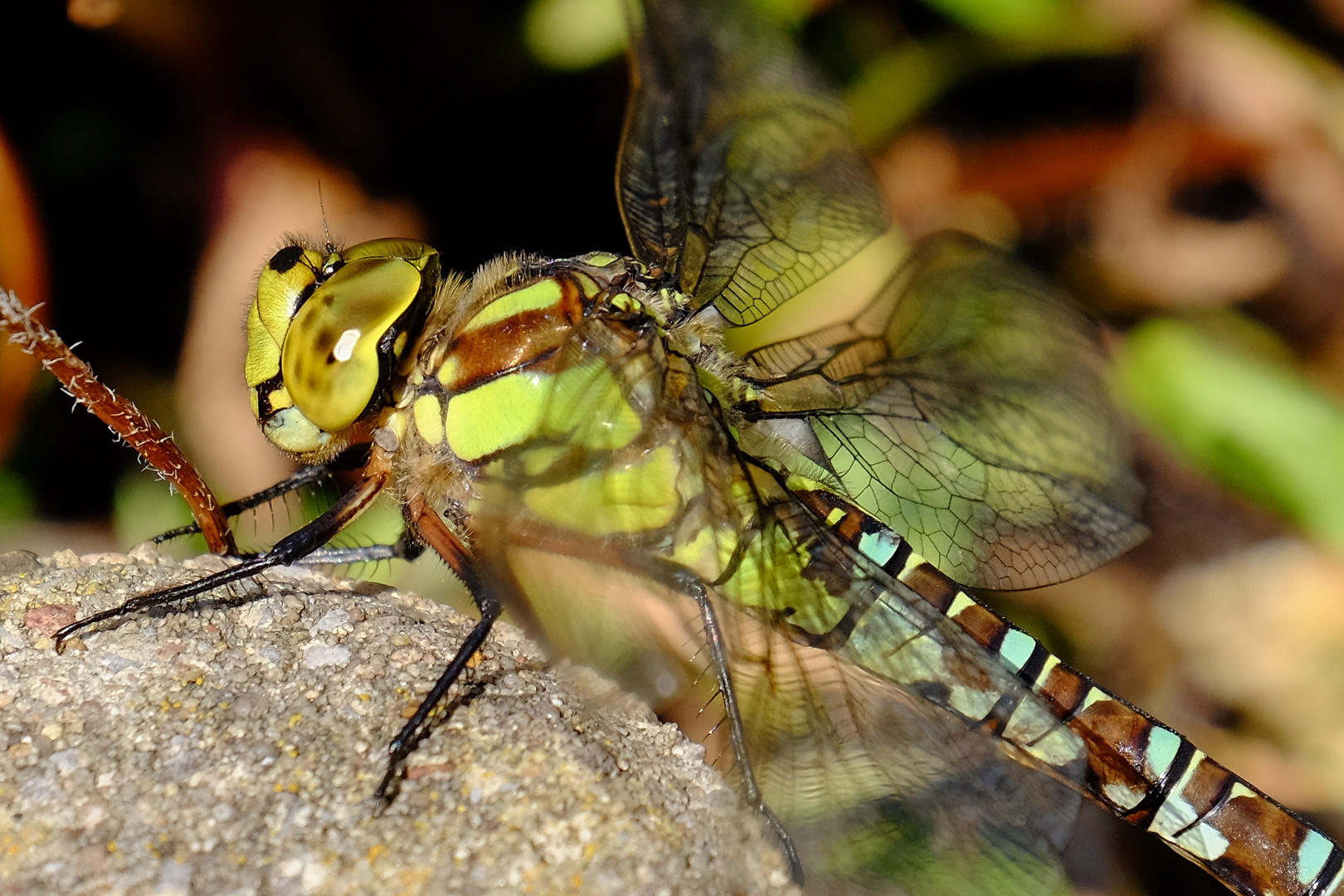 Grüne Libelle