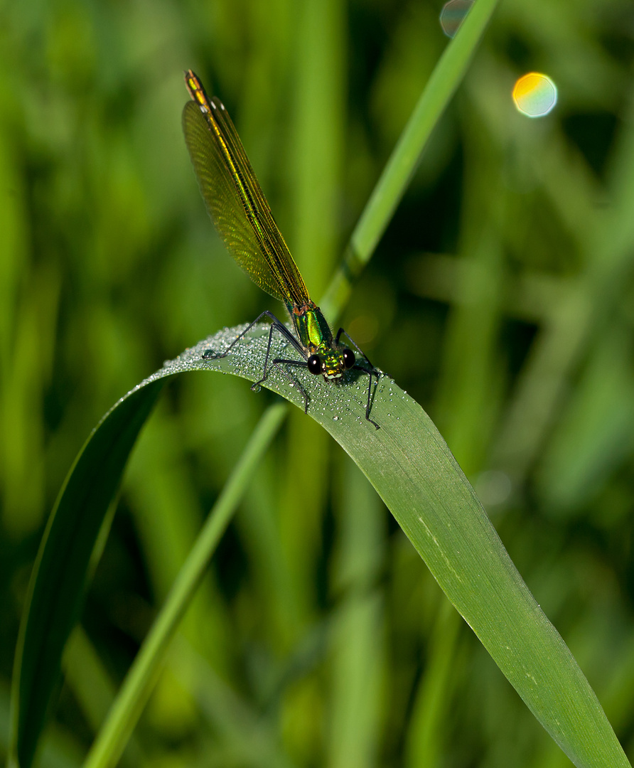 Grüne Libelle im Grünen