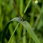 Grüne Libelle im Grünen