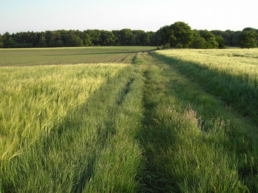 Grüne Linien1