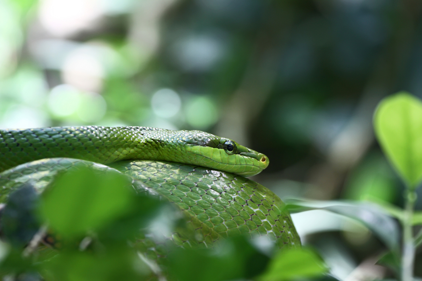 Grüne Mamba