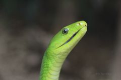 grüne Mamba