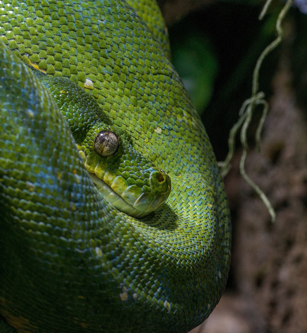 Grüne Mamba