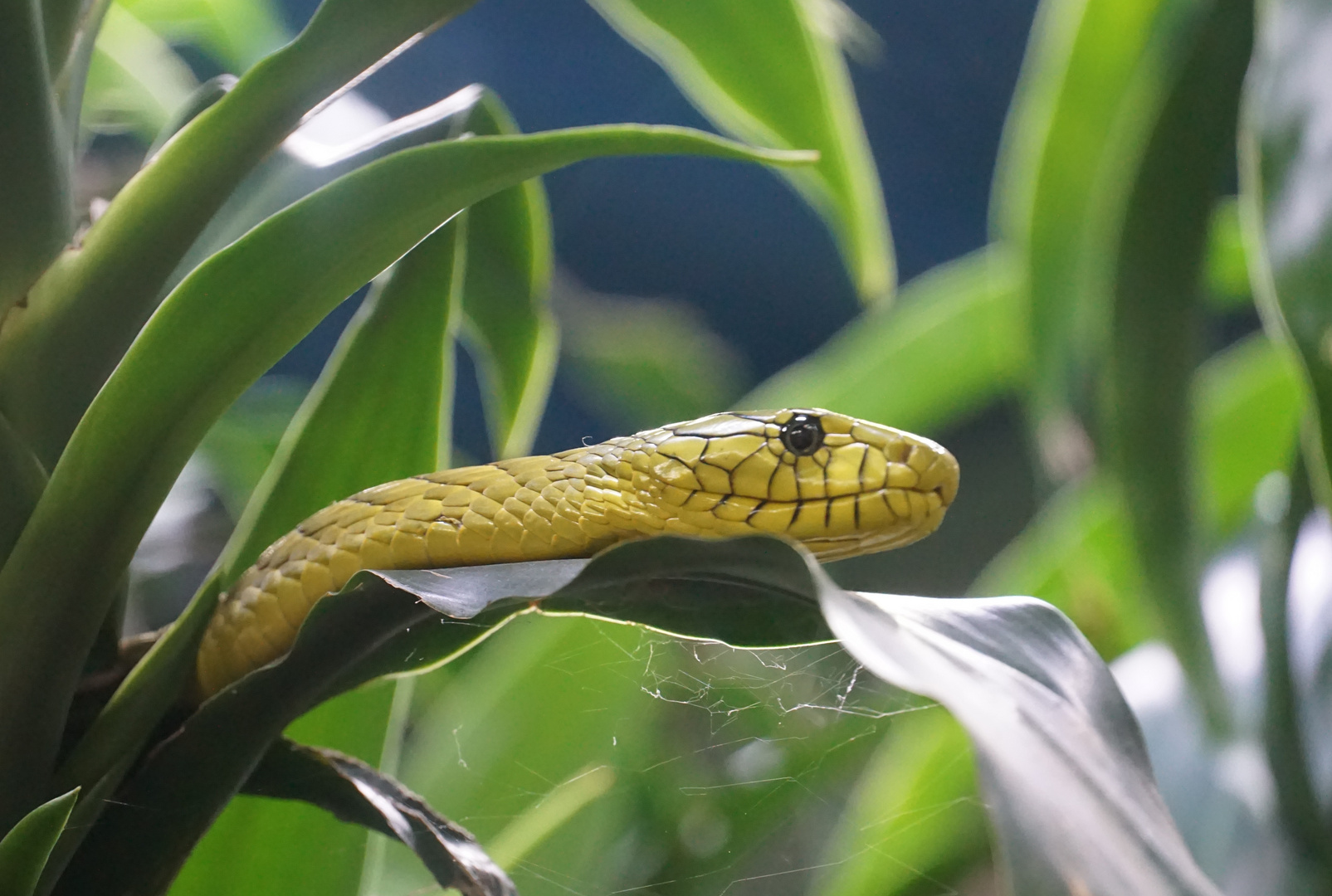 Grüne Mamba