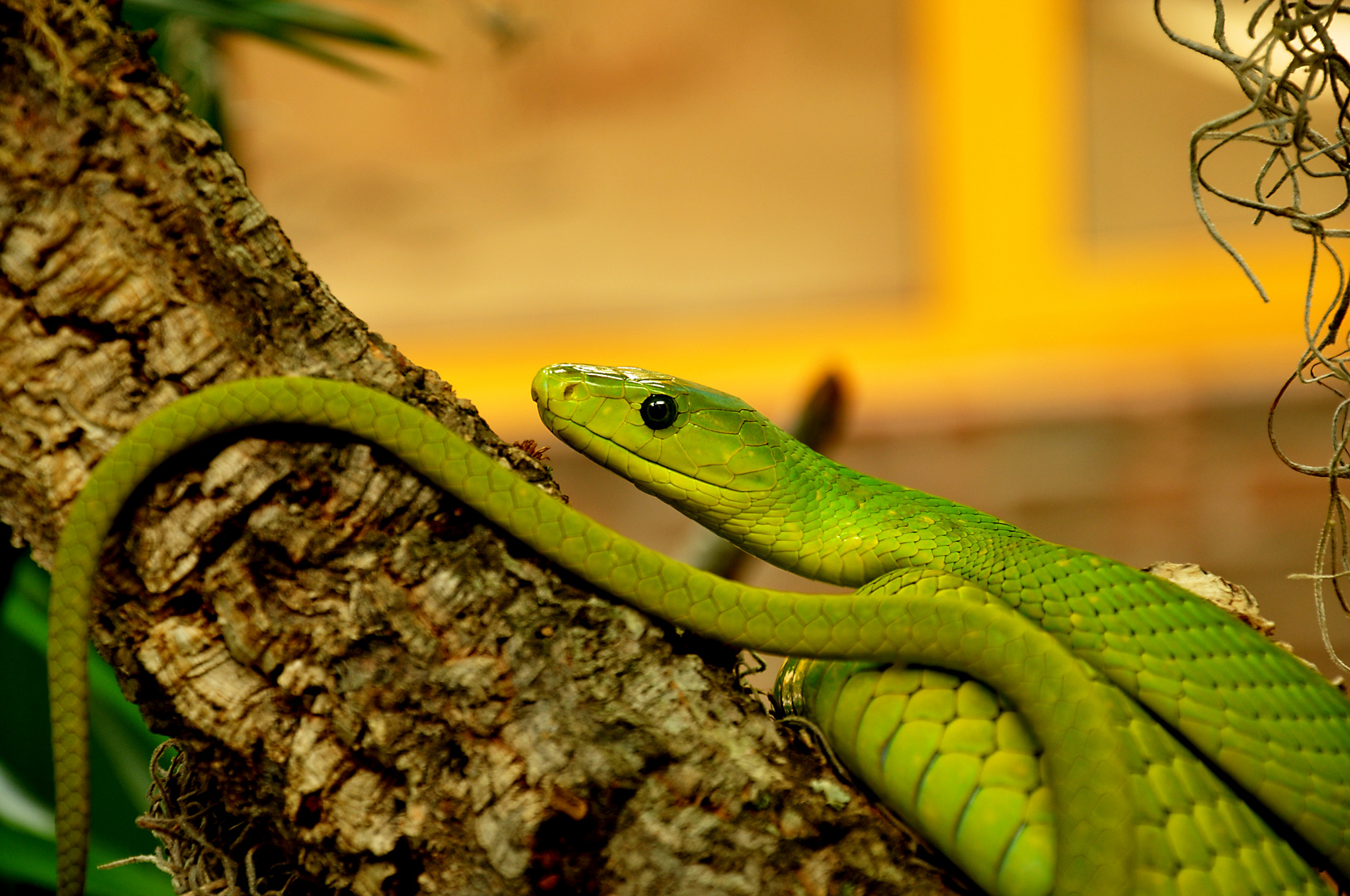 Grüne Mamba