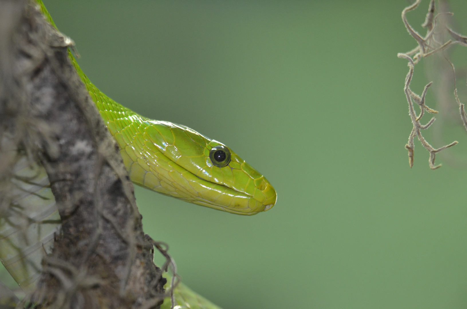 Grüne Mamba