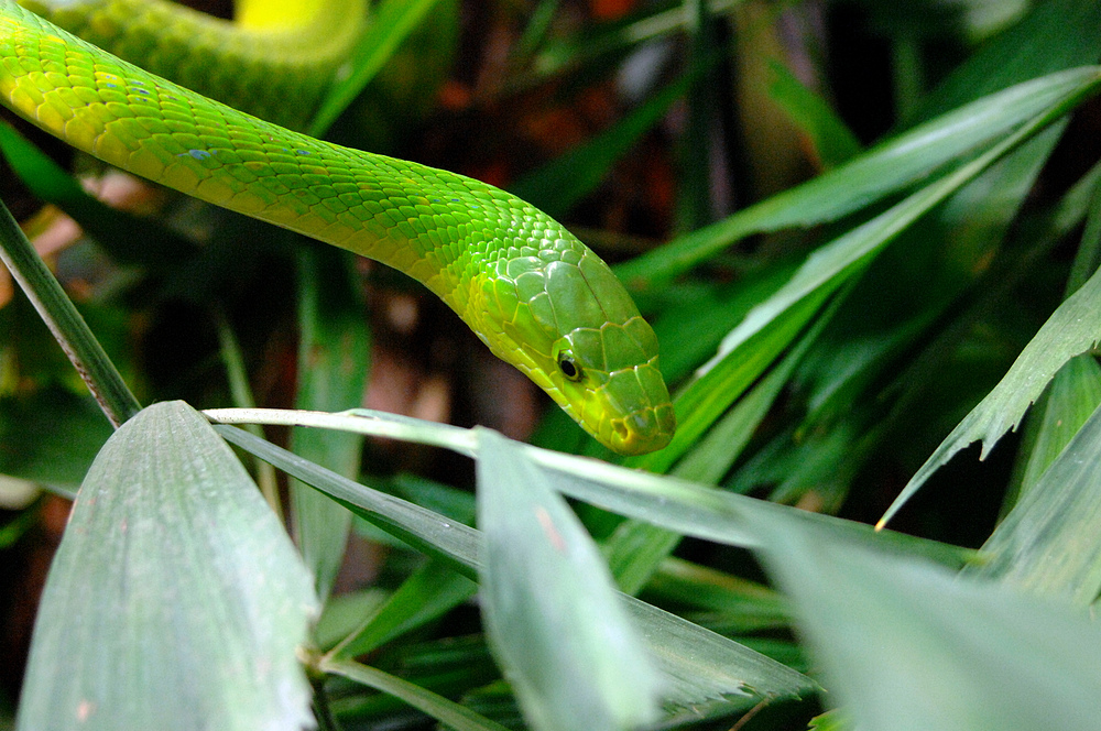 Grüne Mamba