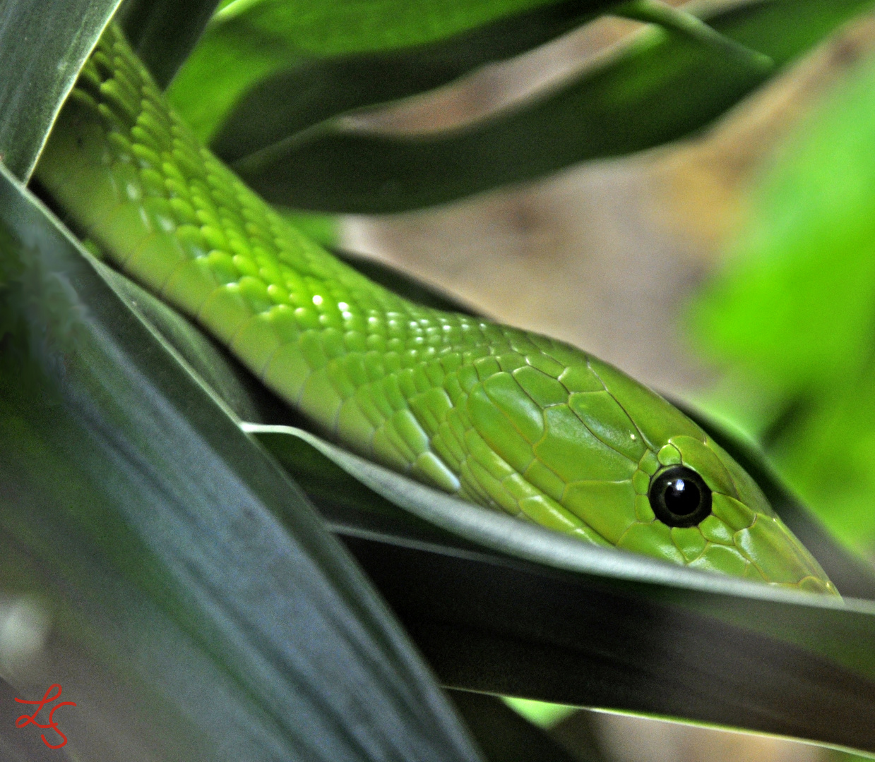 Grüne Mamba