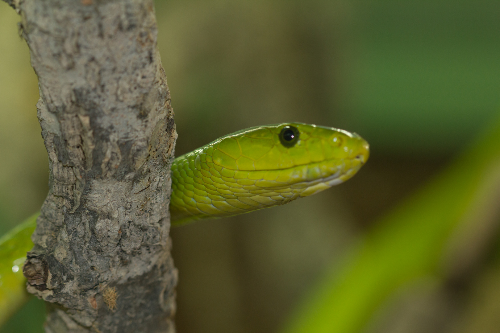 Grüne Mamba