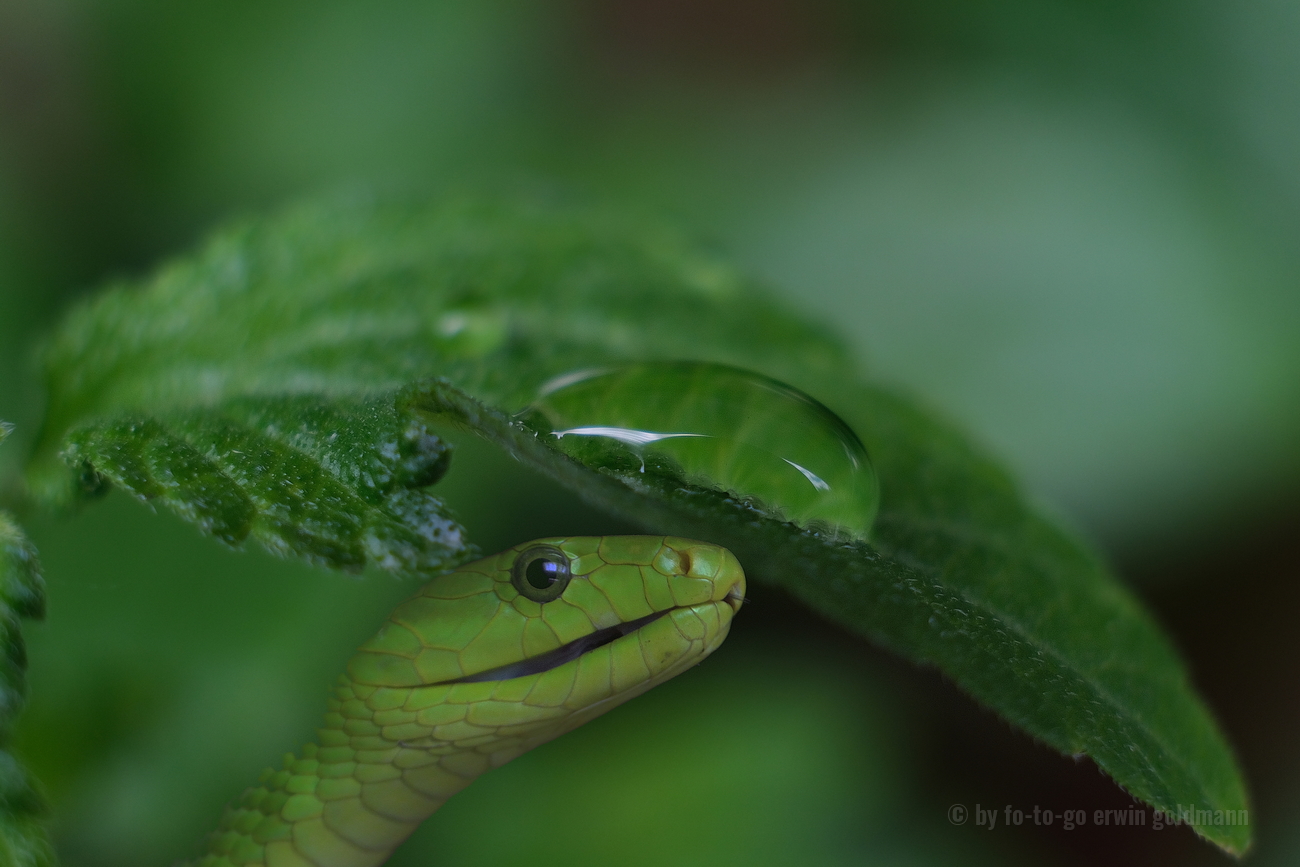 Grüne Mamba