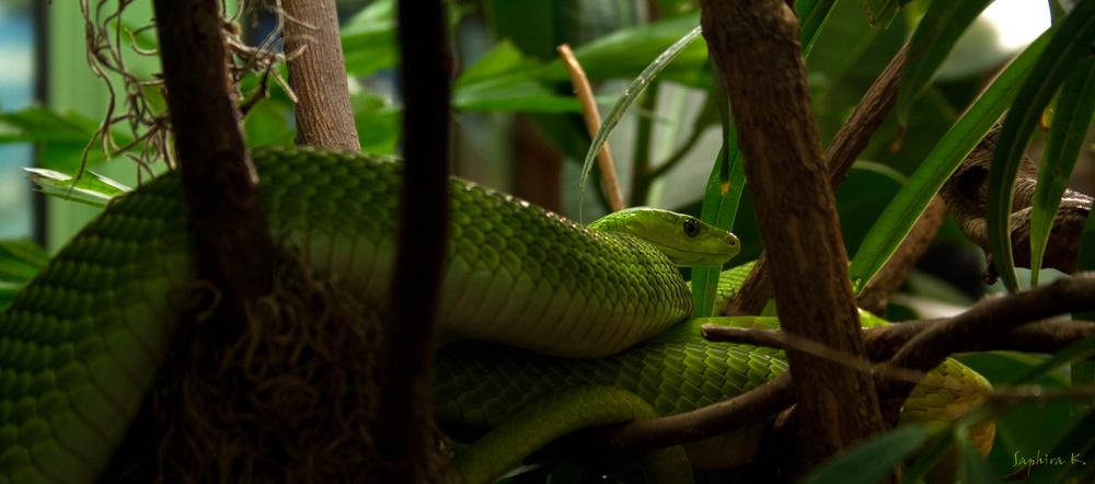 °Grüne Mamba°