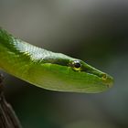 Grüne Mamba