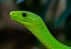 Grüne Mamba