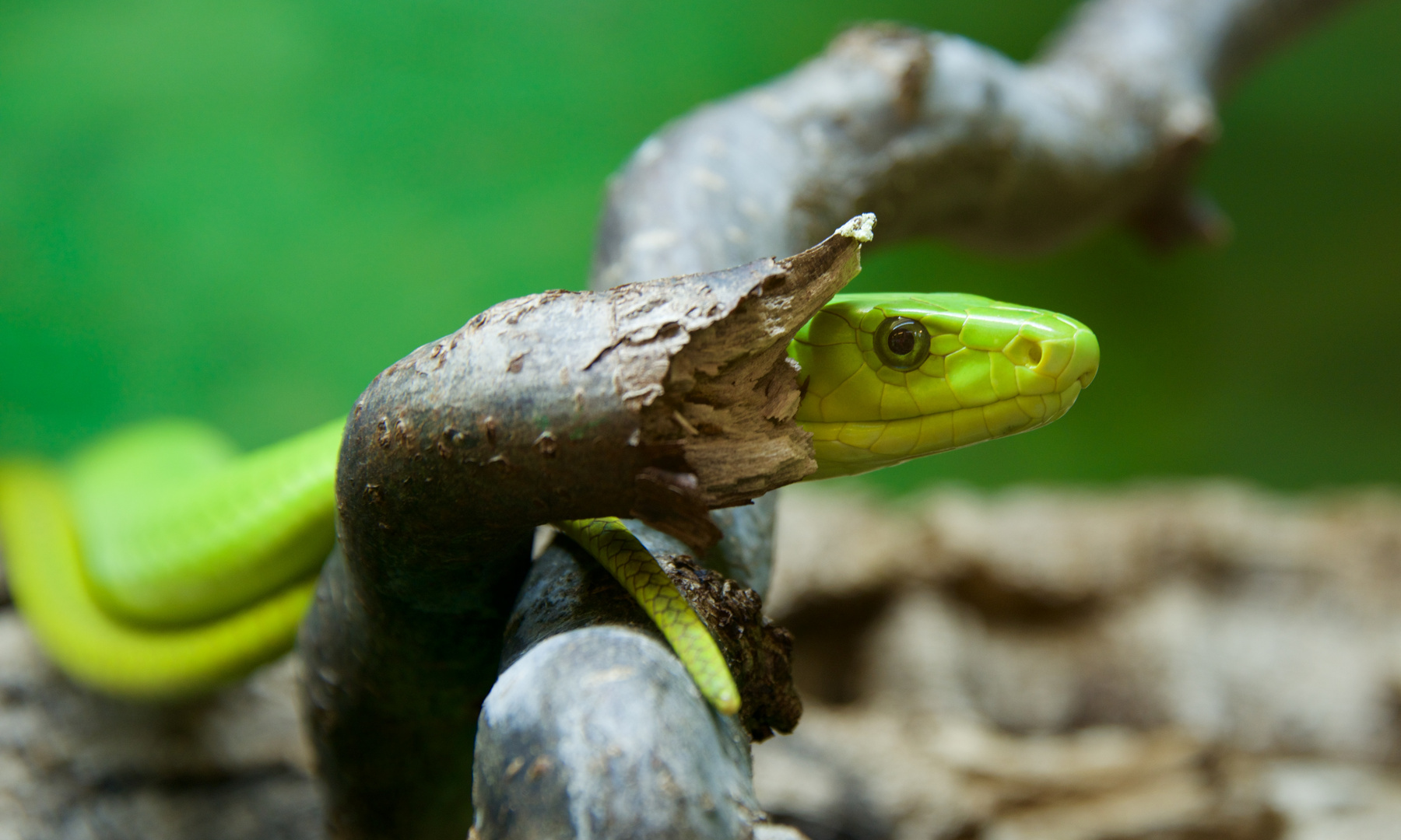 grüne Mamba