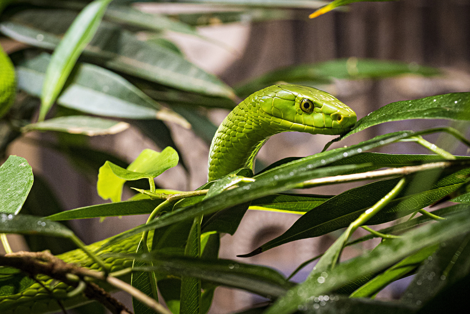 Grüne Mamba