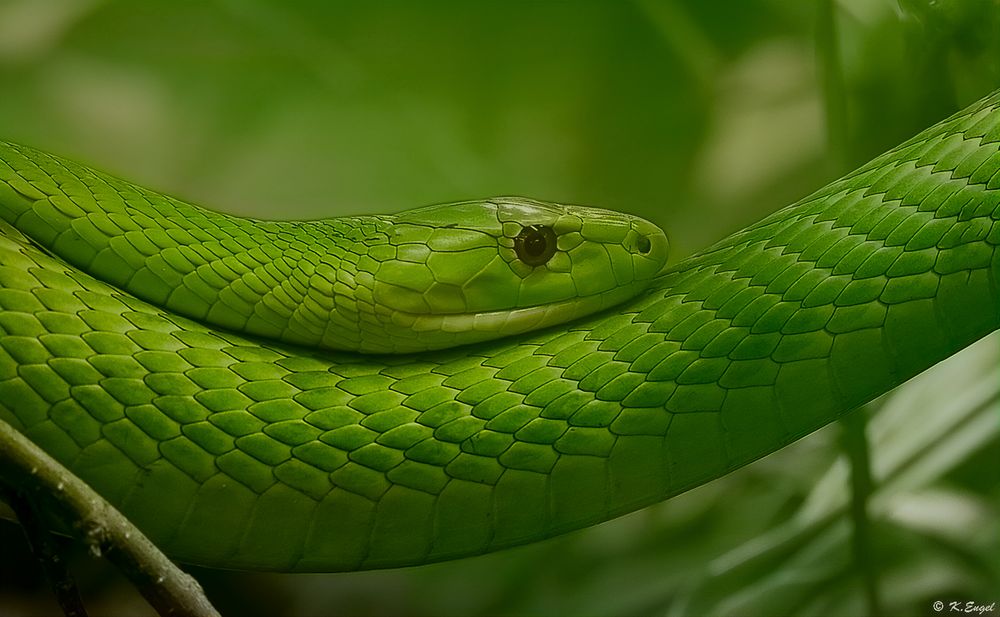 Grüne Mamba