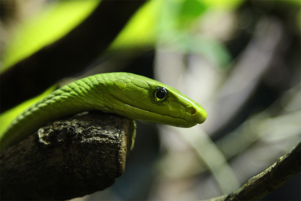 Grüne Mamba