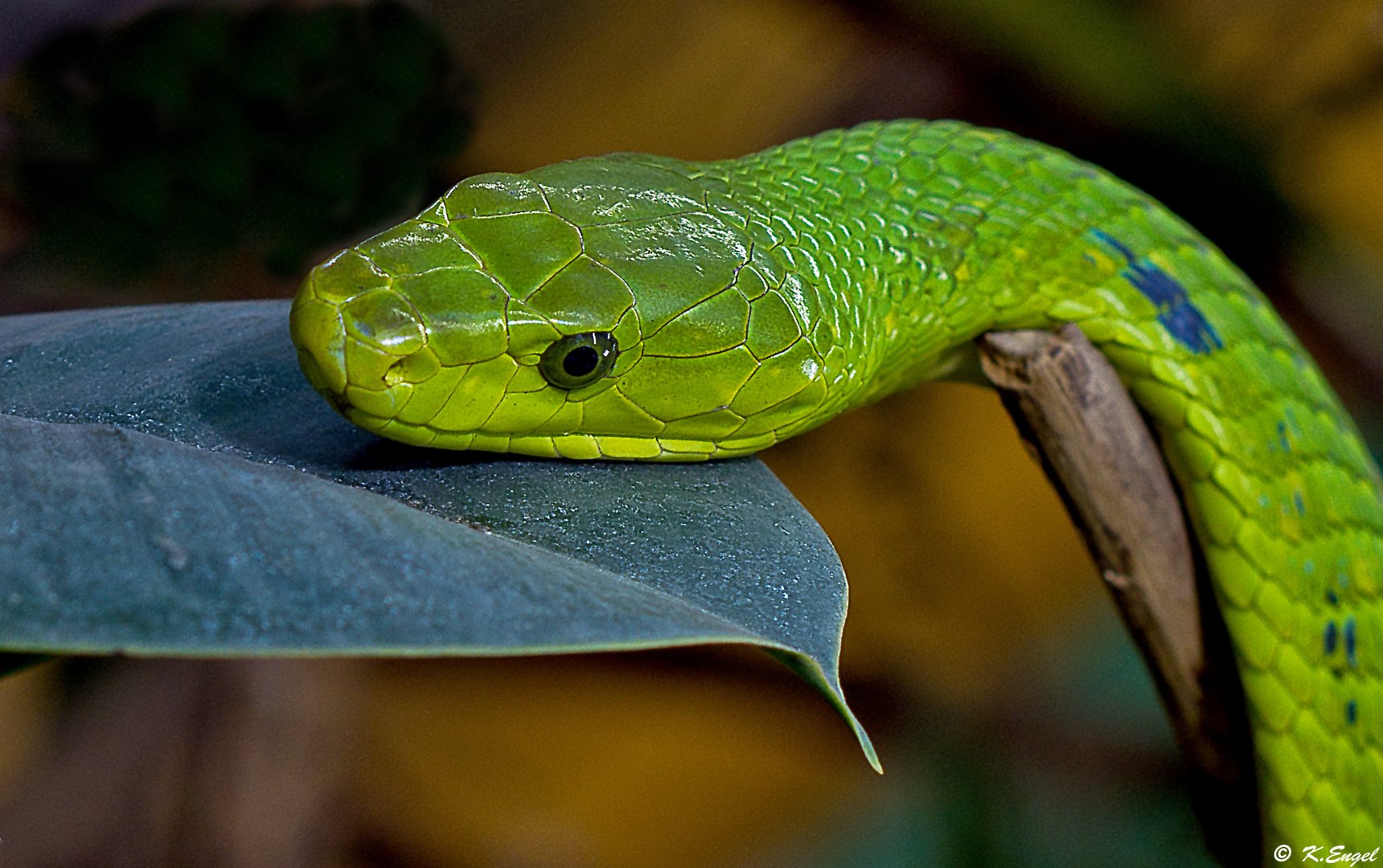 Grüne Mamba