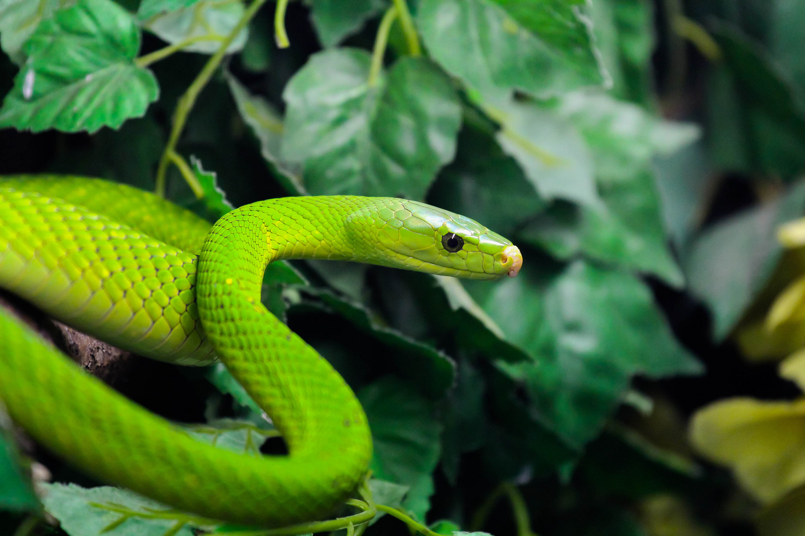 grüne Mamba beim angriff