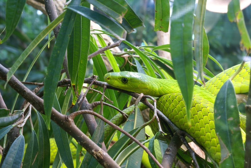 Grüne Mamba