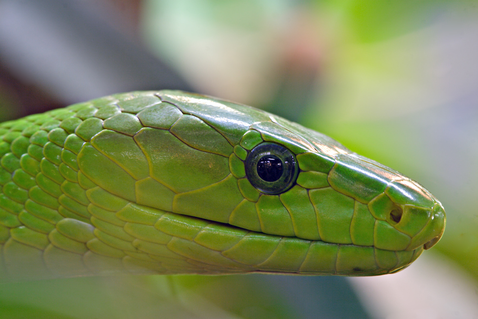 Grüne Mamba....