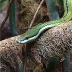 Grüne Mamba (Dendroaspis angusticeps)