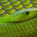 Grüne Mamba - Dendroaspis Viridis -