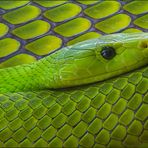 Grüne Mamba - Dendroaspis Viridis -