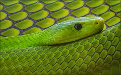 Grüne Mamba - Dendroaspis Viridis -