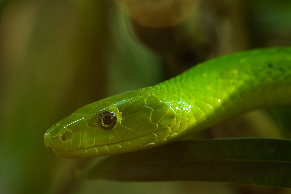 Grüne Mamba (Dendroaspis viridis)