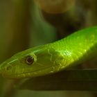 Grüne Mamba (Dendroaspis viridis)