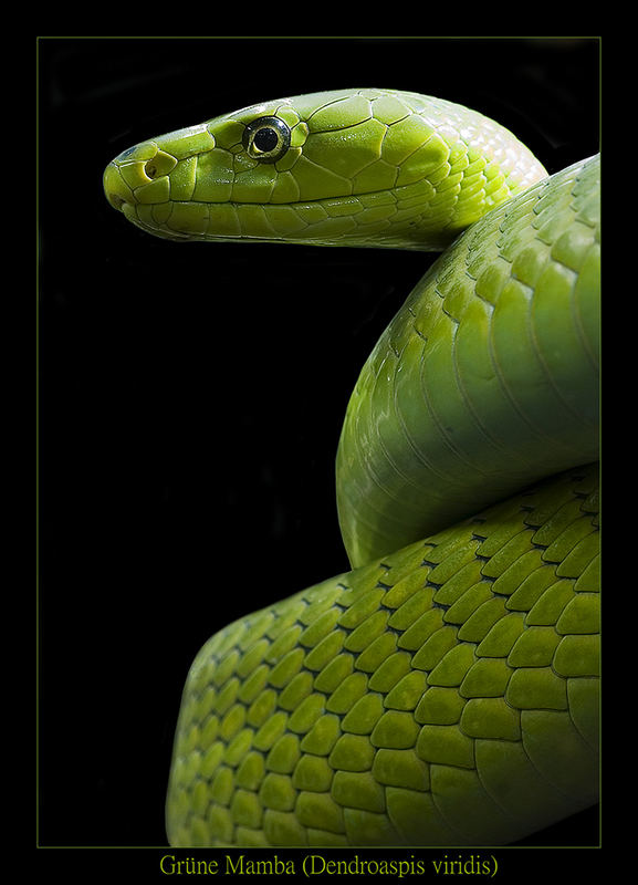 Grüne Mamba - Dendroaspis viridis