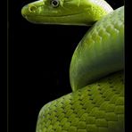 Grüne Mamba - Dendroaspis viridis