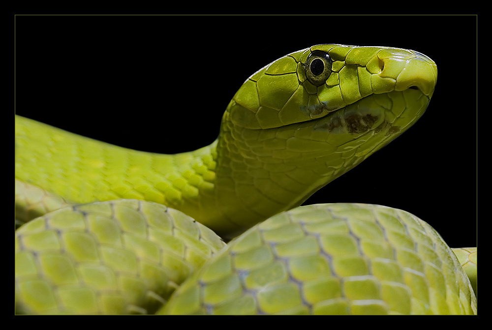 Grüne Mamba - Dendroaspis viridis - 2