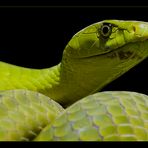 Grüne Mamba - Dendroaspis viridis - 2