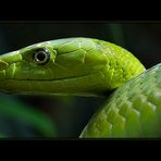 Grüne Mamba - Dendroaspis Viridis - 3