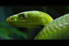 Grüne Mamba - Dendroaspis Viridis - 3