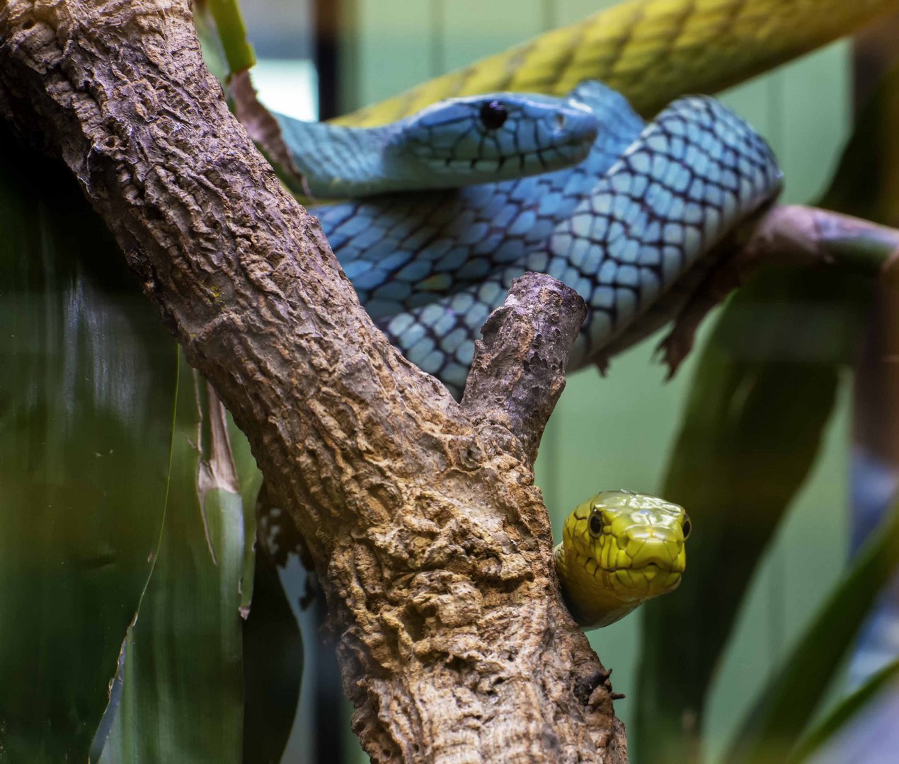 Grüne Mamba, Dendroaspis viridis