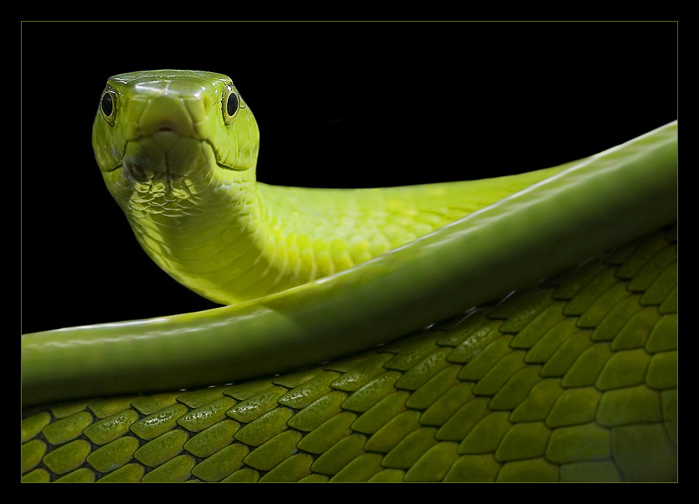 Grüne Mamba - Dendroaspis viridis -