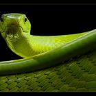 Grüne Mamba - Dendroaspis viridis -