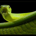 Grüne Mamba - Dendroaspis viridis -