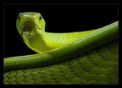 Grüne Mamba - Dendroaspis viridis -