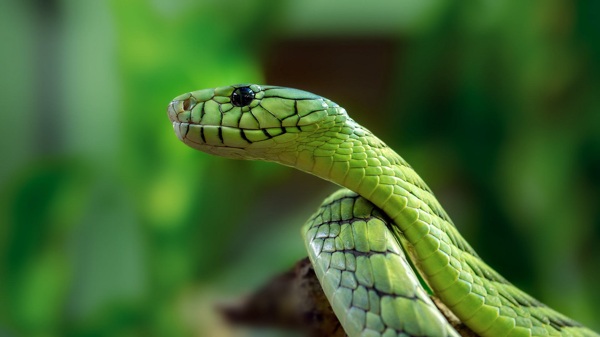 Grüne Mamba (Dendroaspis viridis)