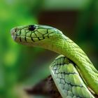 Grüne Mamba (Dendroaspis viridis)