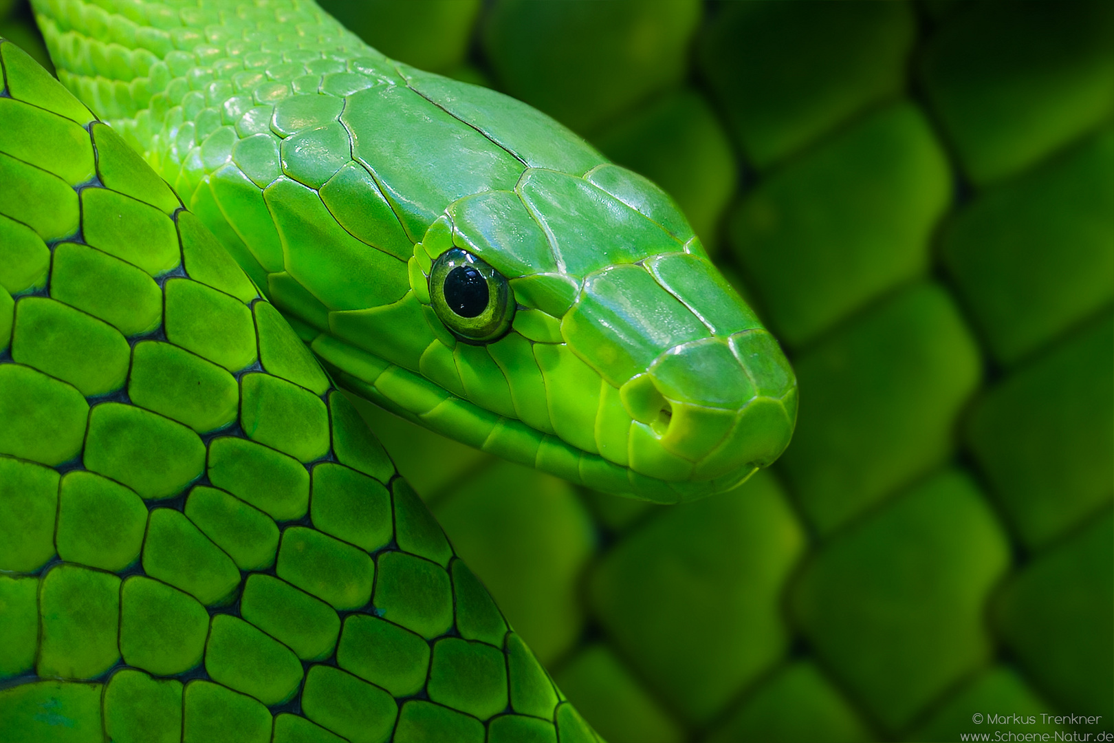 Grüne Mamba [Dendroaspis viridis]