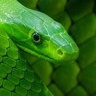 Grüne Mamba [Dendroaspis viridis]