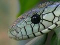 "grüne Mamba"                                                                  Dendroaspis viridis von Udo Hammer