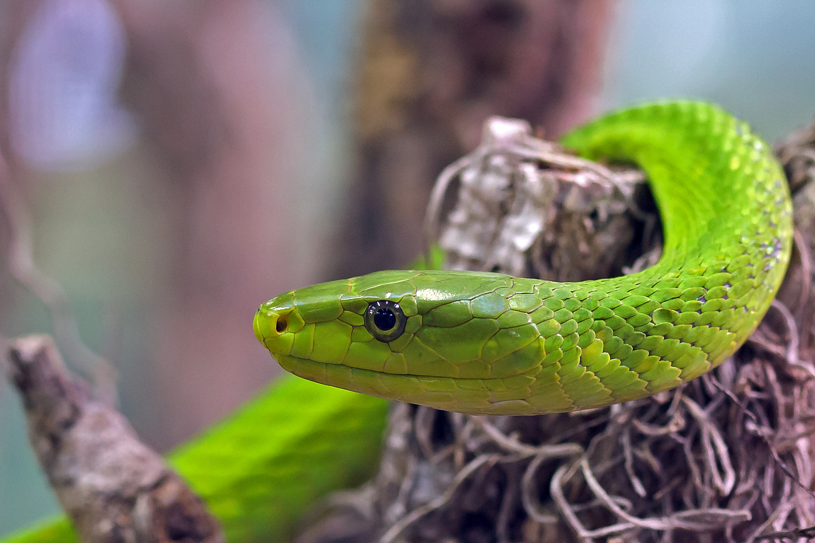 Grüne Mamba (Dendroaspis viridis)