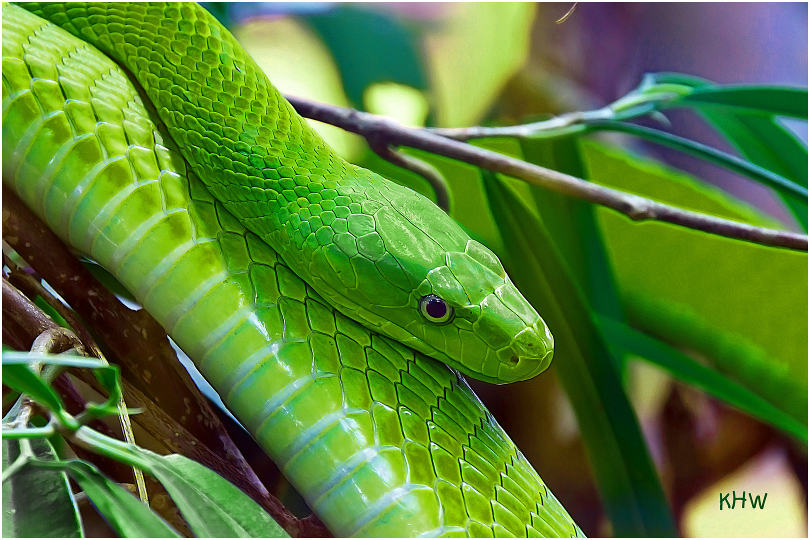 Grüne Mamba (Dendroaspis viridis)