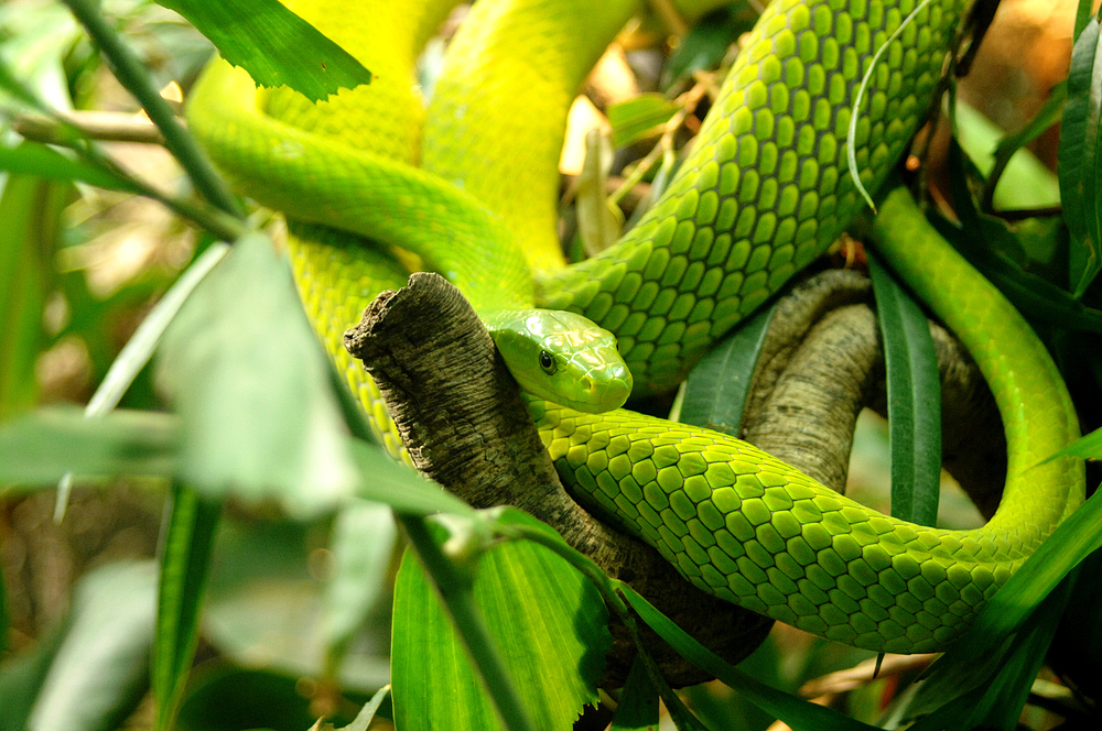 Grüne Mamba   (Dendroaspis viridis)